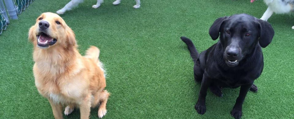 Dogs playing on artificial grass from SYNLawn