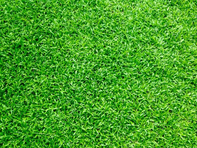 how much turf do i need