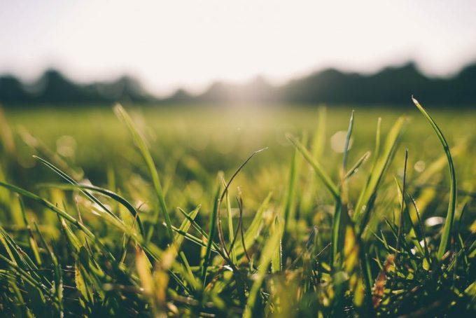 turf grass