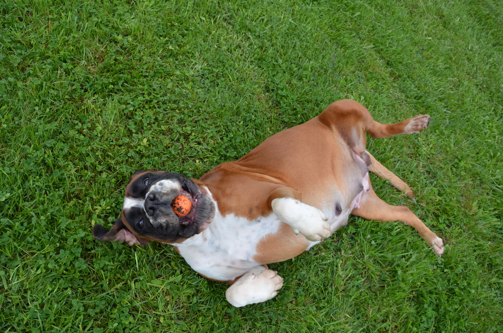 How to Choose the Best Artificial Grass for Your Lawn