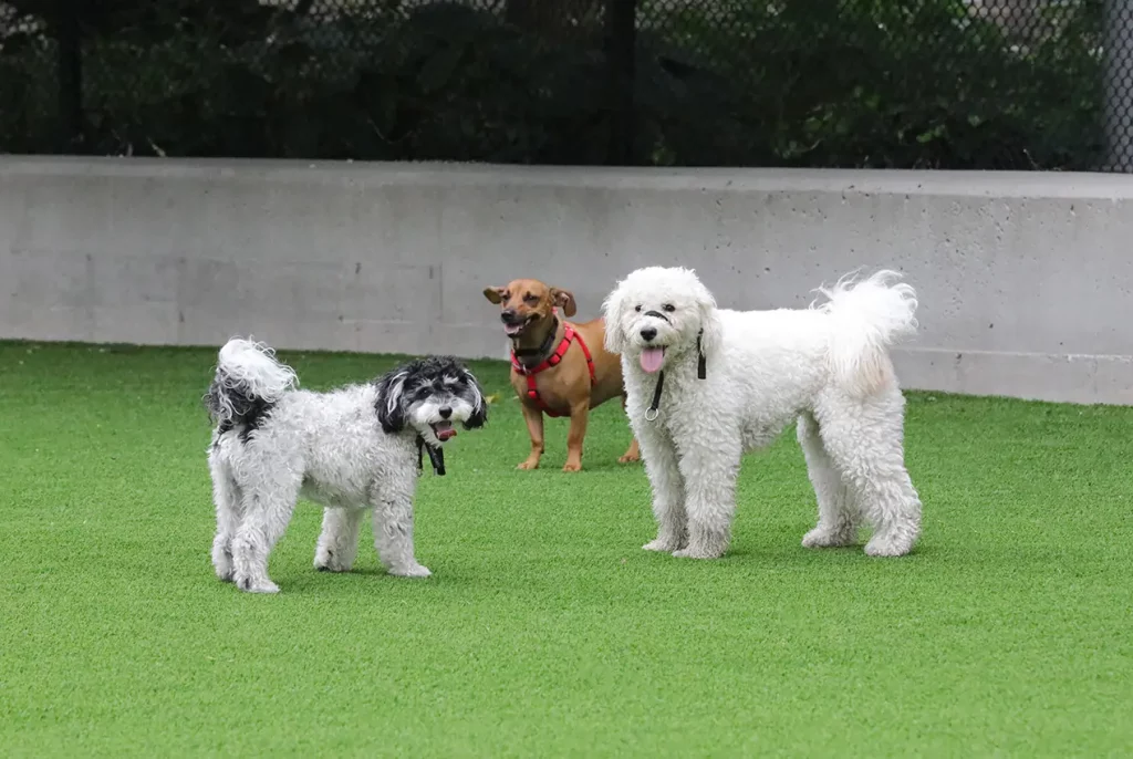 dogs on artificial grass lawn